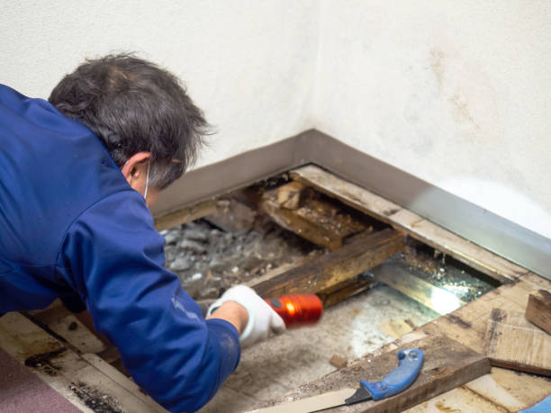 Best Mold Damage Repair  in North Bellport, NY