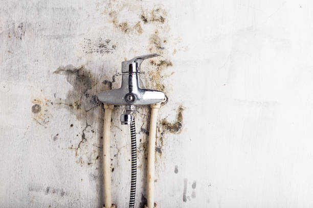 Best Local Mold Removal Service  in North Bellport, NY