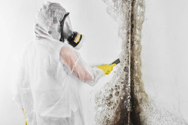 Best Residential Mold Removal  in North Bellport, NY