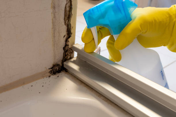 Best Fast Mold Removal  in North Bellport, NY