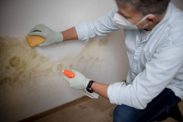 Attic Mold Removal in North Bellport, NY