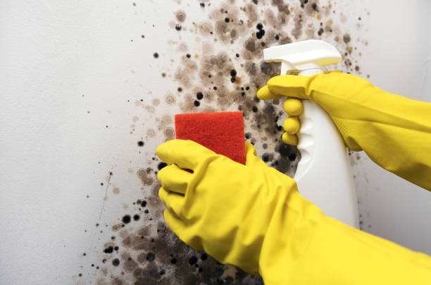 Best Certified Mold Removal  in North Bellport, NY