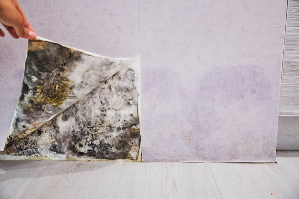 Best Mold Cleaning Services  in North Bellport, NY